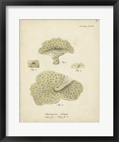 Ecru Coral I Fine Art Print
