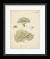 Ecru Coral I Framed Print