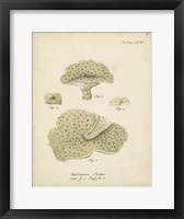 Ecru Coral I Framed Print