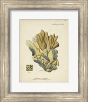 Ecru Coral III Fine Art Print