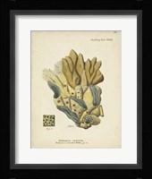 Ecru Coral III Framed Print