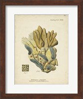 Ecru Coral III Fine Art Print