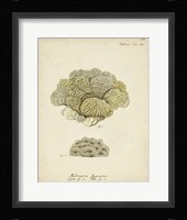 Ecru Coral V Framed Print