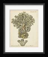 Ecru Coral VI Framed Print