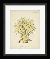 Ecru Coral IX Framed Print