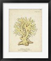 Ecru Coral IX Framed Print
