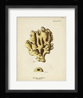 Ecru Coral X Framed Print