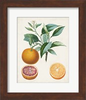 Orange de Malte Fine Art Print