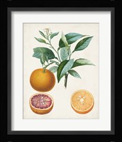 Orange de Malte Framed Print