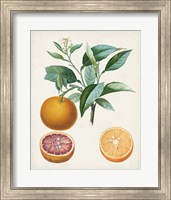 Orange de Malte Fine Art Print