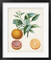 Orange de Malte Framed Print