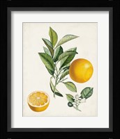 Bigarrade Couronnee Framed Print