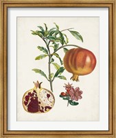 Grenadier a fruit doux Fine Art Print