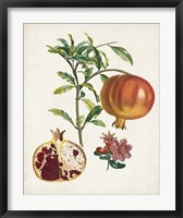 Grenadier a fruit doux Fine Art Print