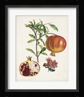 Grenadier a fruit doux Fine Art Print