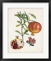 Grenadier a fruit doux Framed Print