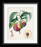 Belle Bauce Framed Print