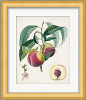 Belle Bauce Fine Art Print