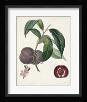 Peche Cardinale Framed Print