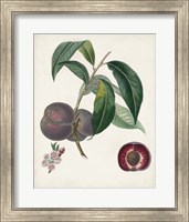 Peche Cardinale Fine Art Print