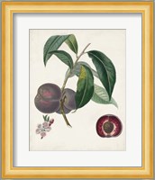 Peche Cardinale Fine Art Print