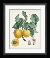Abricot- Peche Framed Print
