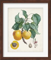 Abricot- Peche Fine Art Print