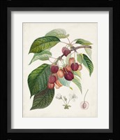 Bigarreau rouge Framed Print