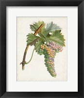 Raisin de Corunthe Fine Art Print