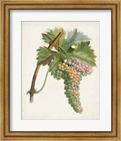 Raisin de Corunthe Fine Art Print