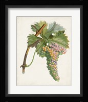 Raisin de Corunthe Fine Art Print