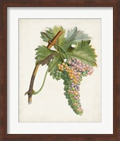 Raisin de Corunthe Fine Art Print