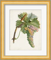 Raisin de Corunthe Fine Art Print