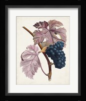 Raisin de Ceinlurier Fine Art Print