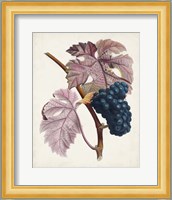 Raisin de Ceinlurier Fine Art Print