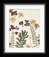 Pressed Flower Arrangement I Framed Print