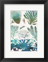 Aquatic Assemblage II Fine Art Print