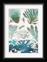 Aquatic Assemblage II Framed Print