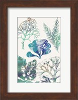 Aquatic Assemblage III Fine Art Print