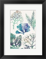 Aquatic Assemblage III Fine Art Print