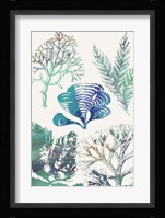 Aquatic Assemblage III Framed Print
