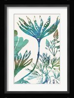 Aquatic Assemblage IV Framed Print