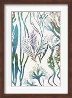 Aquatic Assemblage V Fine Art Print
