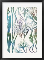 Aquatic Assemblage V Fine Art Print