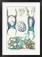 Aquatic Assemblage VI Fine Art Print