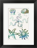 Aquatic Assemblage VII Fine Art Print