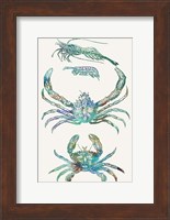 Aquatic Assemblage VIII Fine Art Print