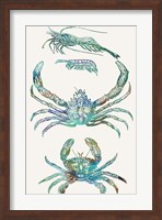 Aquatic Assemblage VIII Fine Art Print