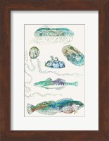 Aquatic Assemblage IX Fine Art Print