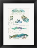 Aquatic Assemblage IX Fine Art Print